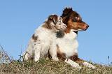 BERGER AUSTRALIEN - ADULT & PUPPY 022